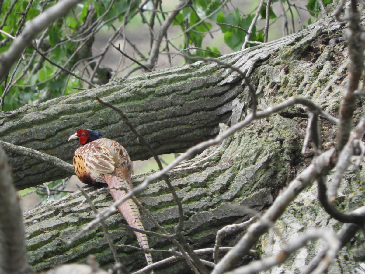 Ring-necked Pheasant - Duke Tufty
