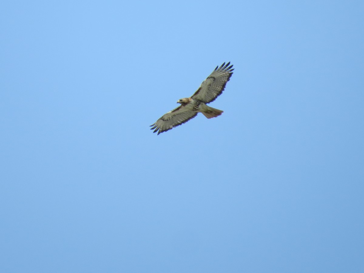 Red-tailed Hawk - ML340540891