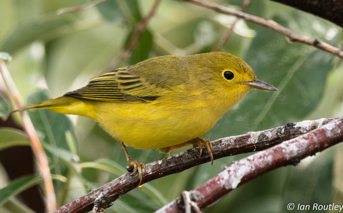 Yellow Warbler - Ian Routley