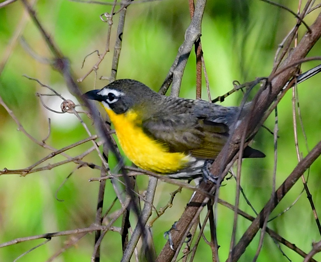 Yellow-breasted Chat - ML340546621