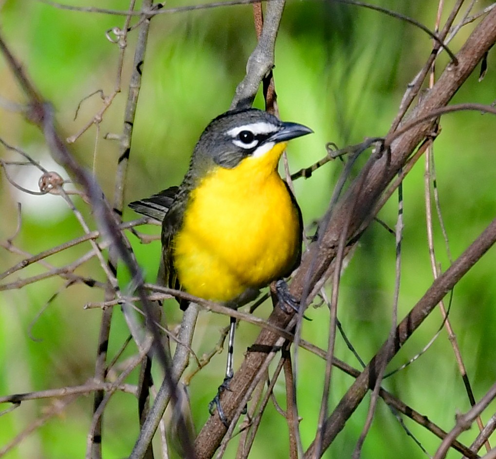 Yellow-breasted Chat - ML340546631