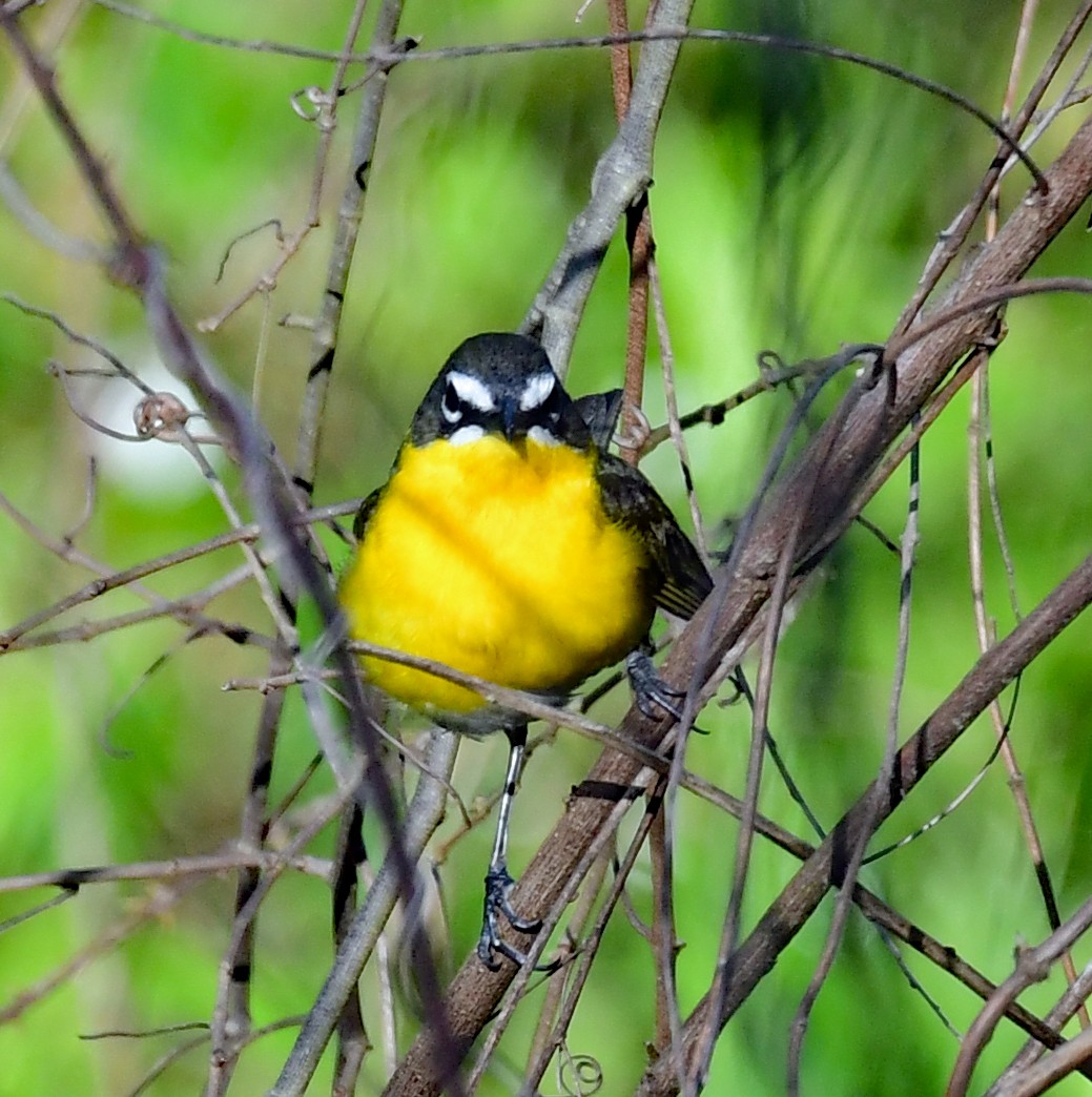 Yellow-breasted Chat - ML340546641