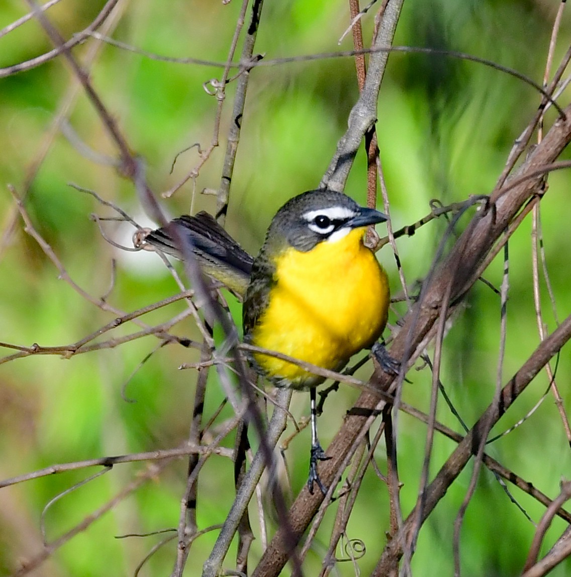 Yellow-breasted Chat - ML340546661