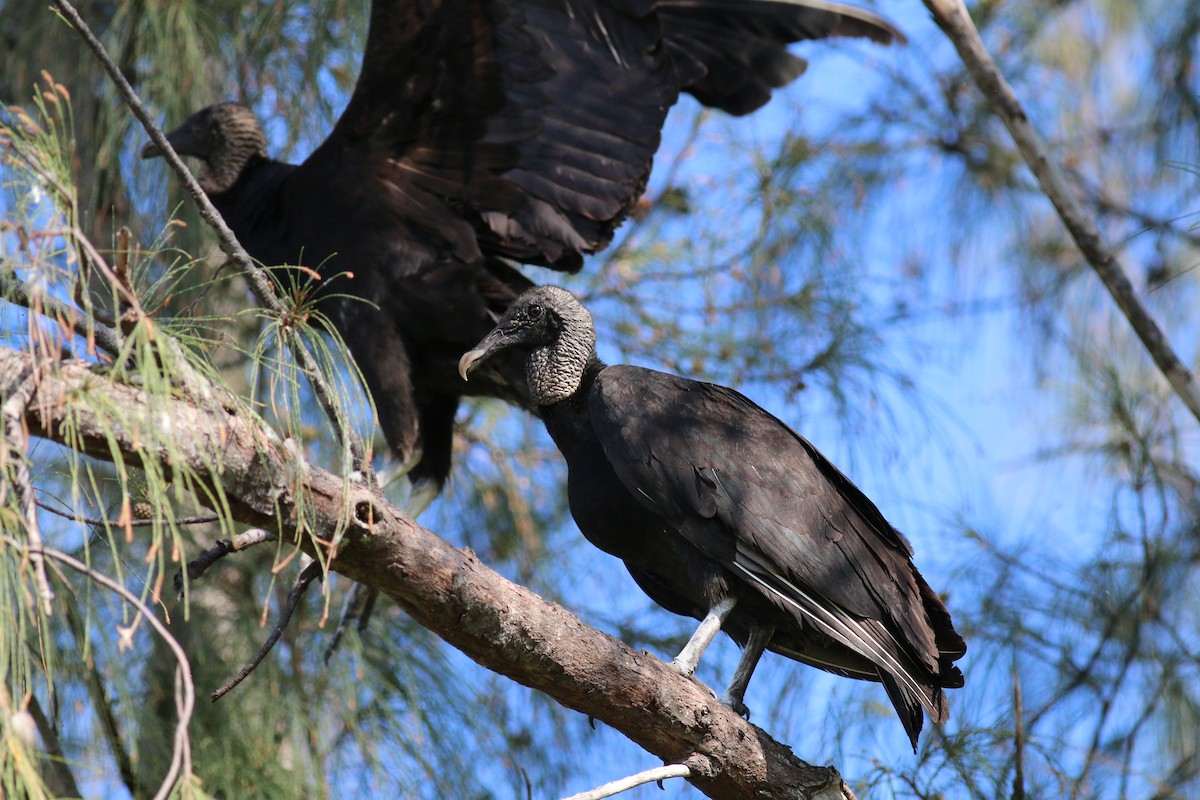 Black Vulture - Oliver Burton