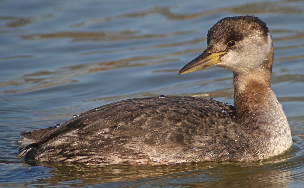 Red-necked Grebe - ML34054971