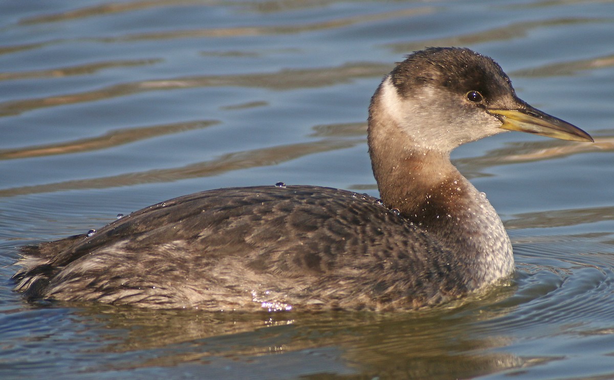 Red-necked Grebe - ML34055001