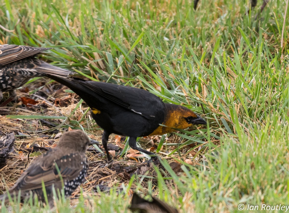 Yellow-headed Blackbird - Ian Routley
