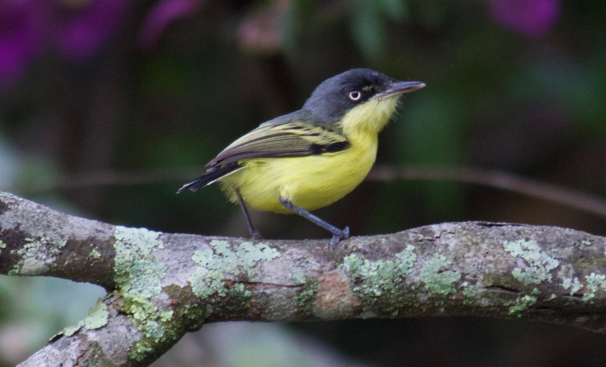 Common Tody-Flycatcher - Will Knowlton