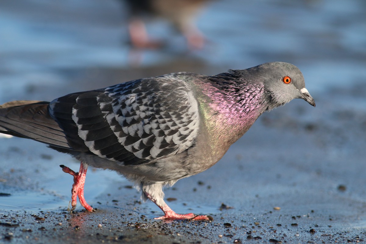 Rock Pigeon (Feral Pigeon) - Oliver Burton