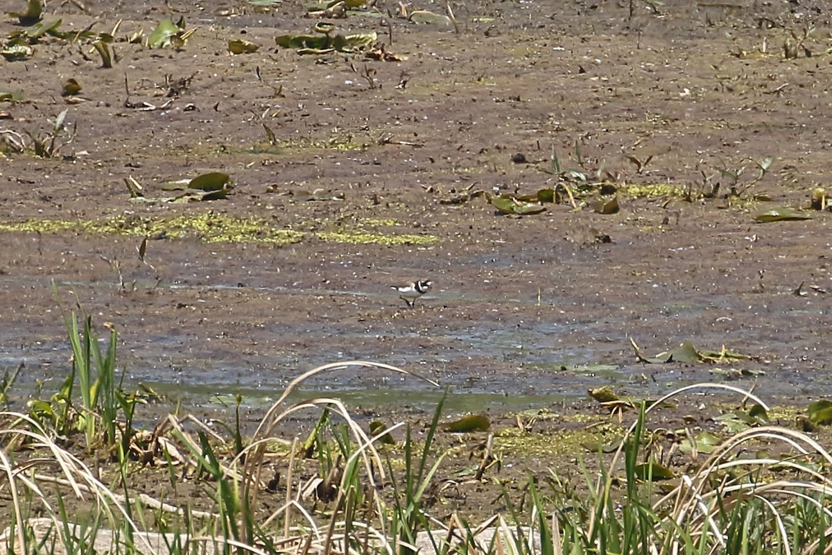 Semipalmated Plover - ML340562451