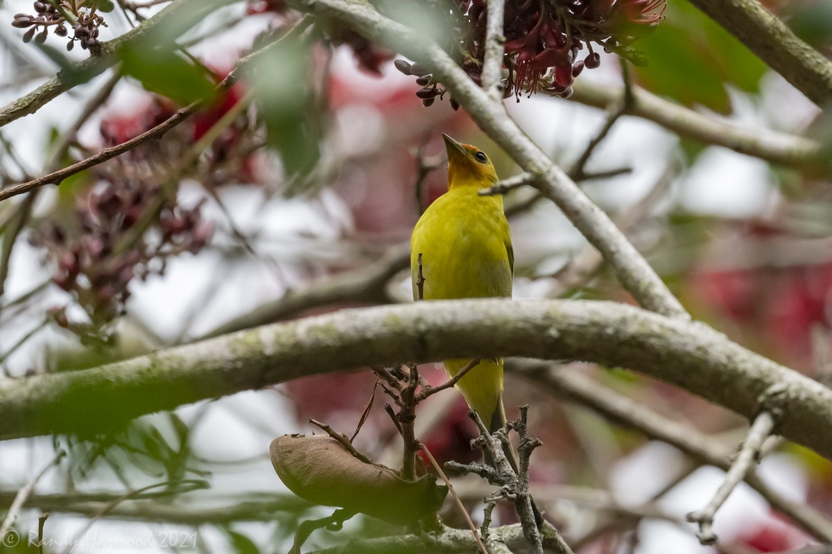 Western Tanager - ML340570101