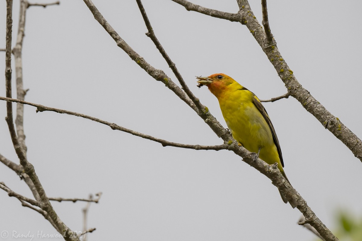 Western Tanager - ML340570111