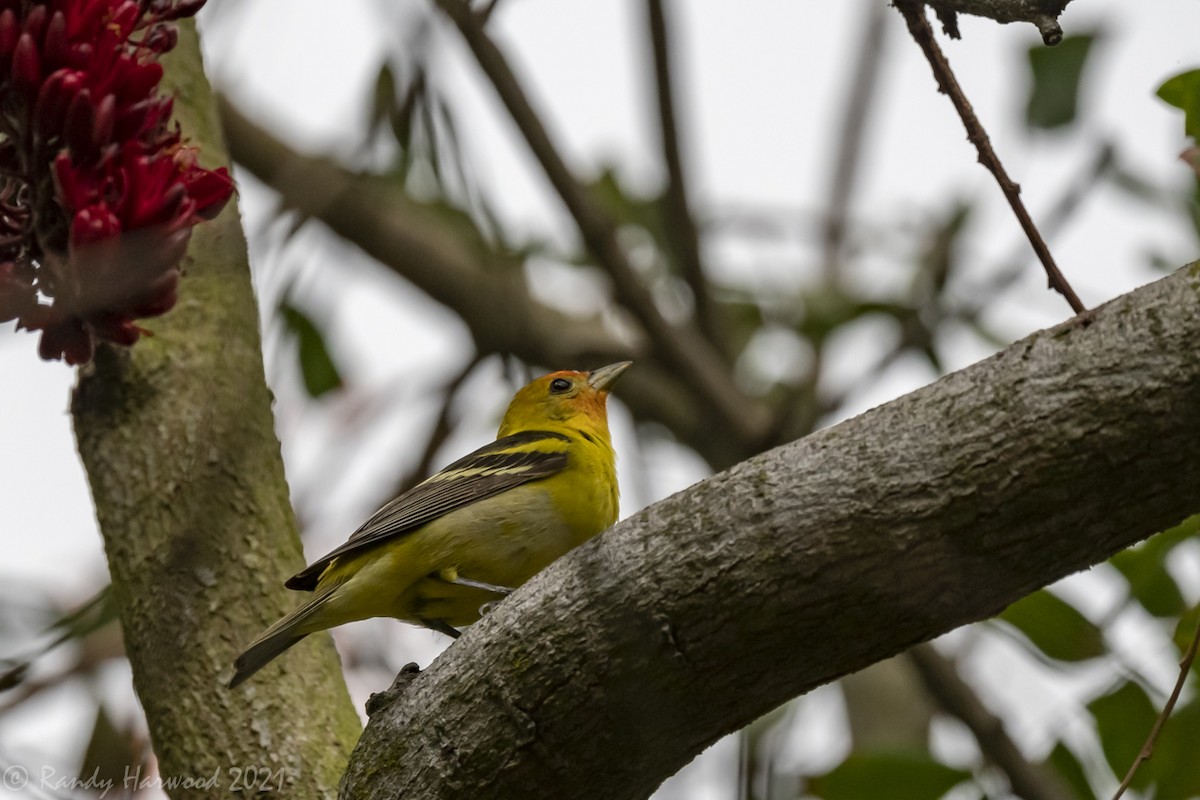 Western Tanager - ML340570121