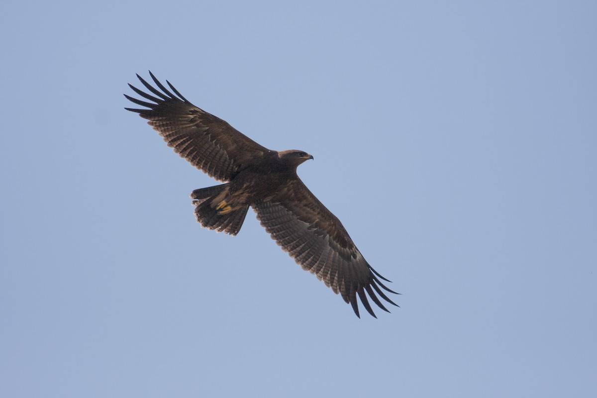Lesser Spotted Eagle - ML340571141