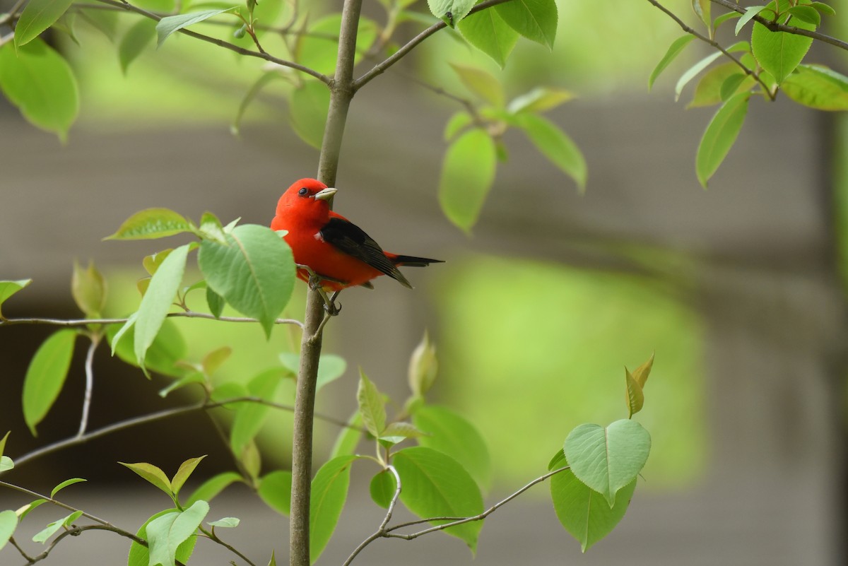Scarlet Tanager - ML340572101