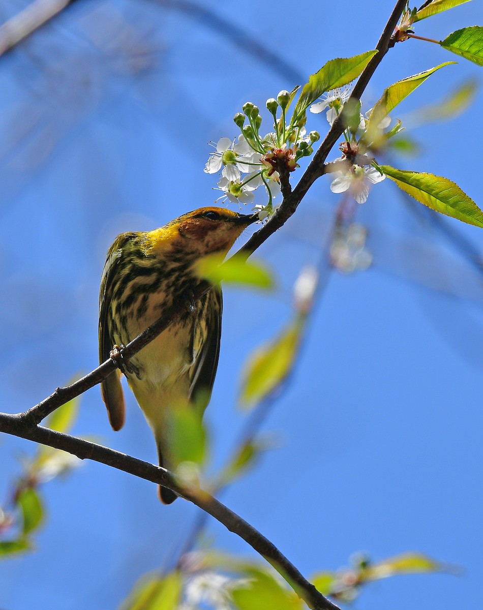 Cape May Warbler - ML340578251