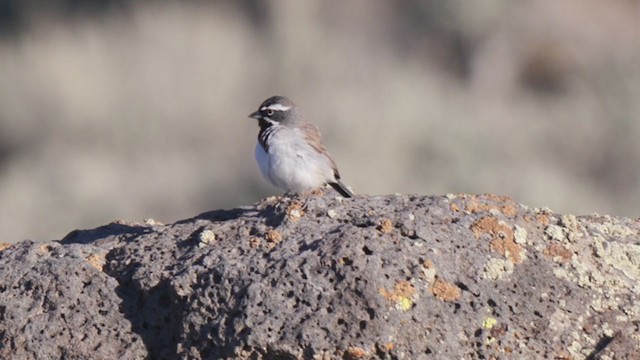 Black-throated Sparrow - ML340578541