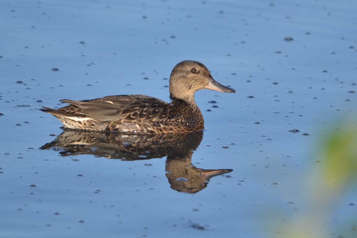 Green-winged Teal - ML34058491