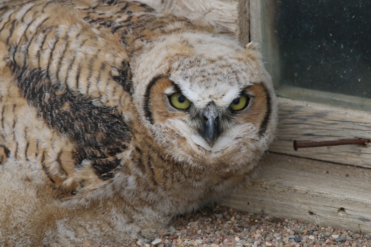 Great Horned Owl - Oliver Burton