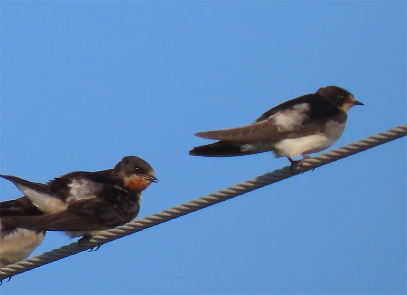 Barn Swallow (American) - ML340586311