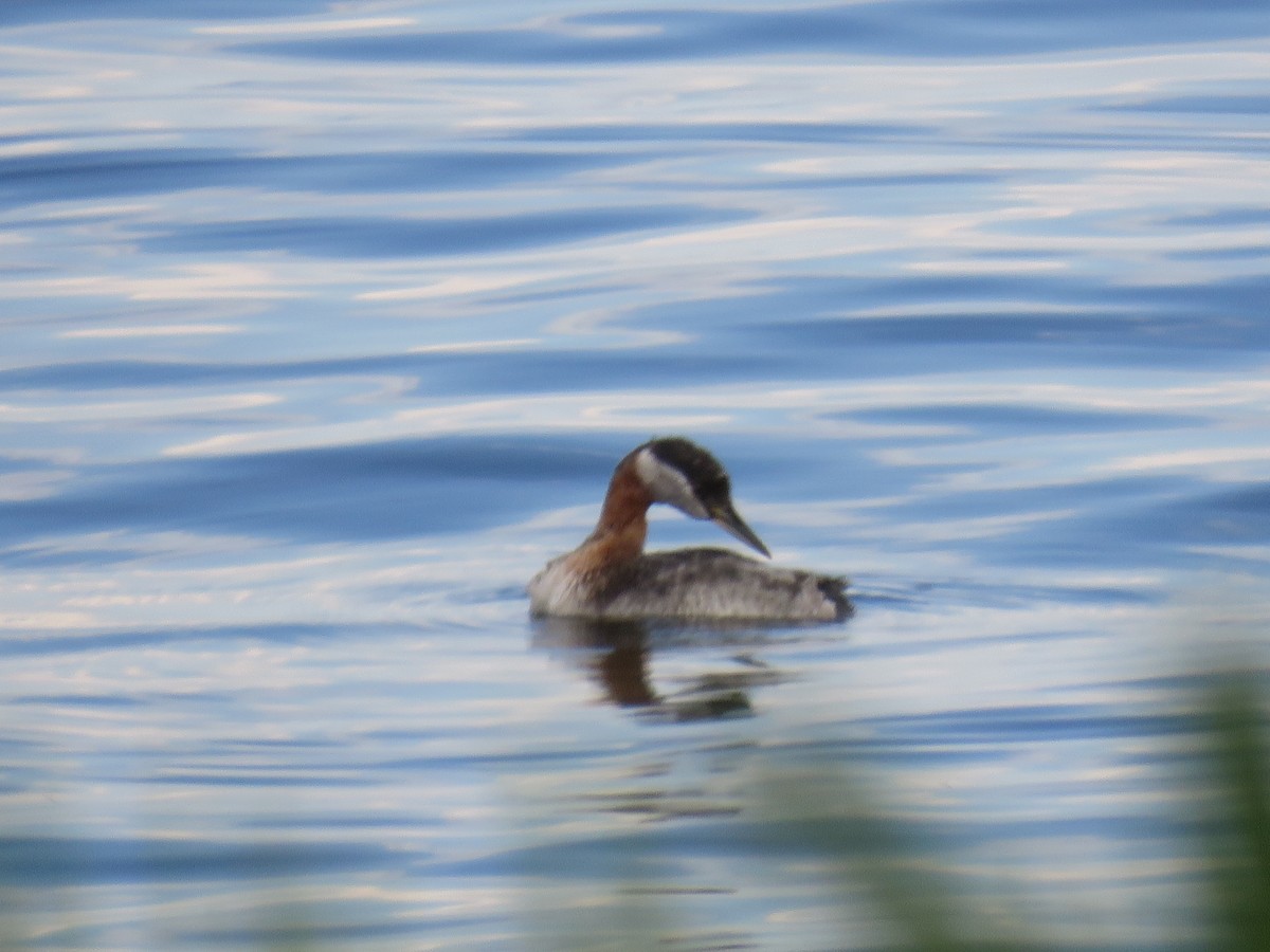 Red-necked Grebe - Stacy Robinson
