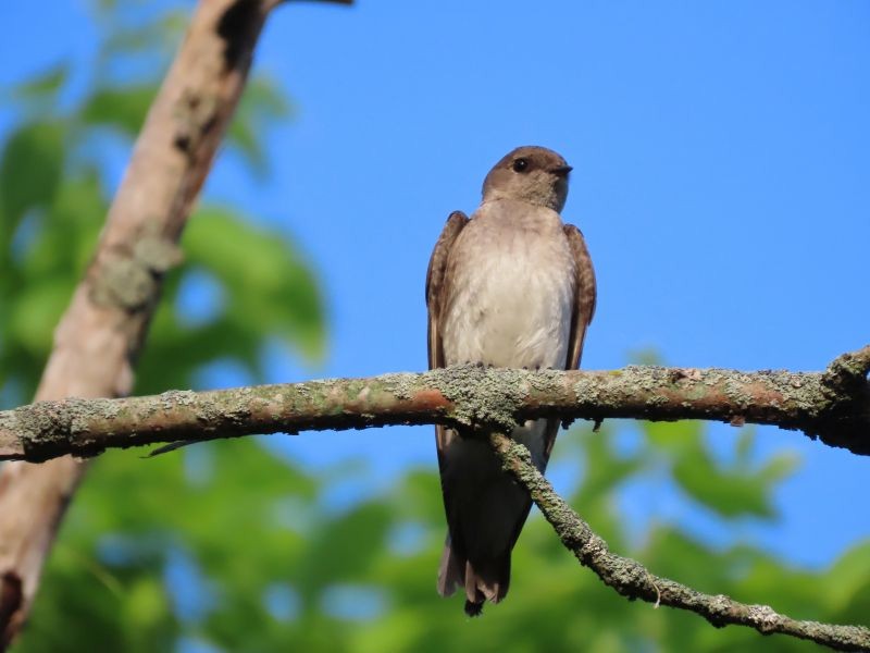 Northern Rough-winged Swallow - Tracy The Birder