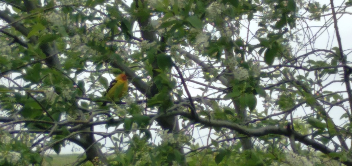 Western Tanager - ML340592991