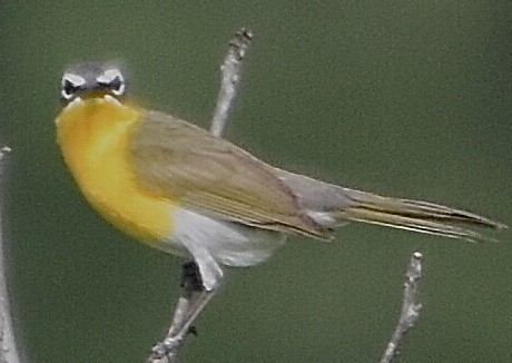 Yellow-breasted Chat - ML340593571