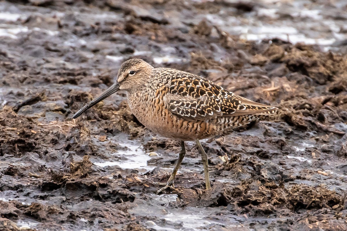 Long-billed Dowitcher - Louis Bevier
