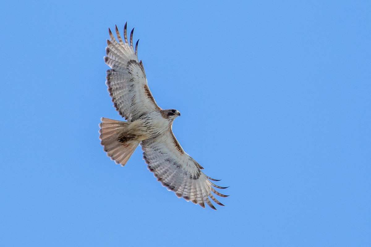Red-tailed Hawk - Louis Bevier