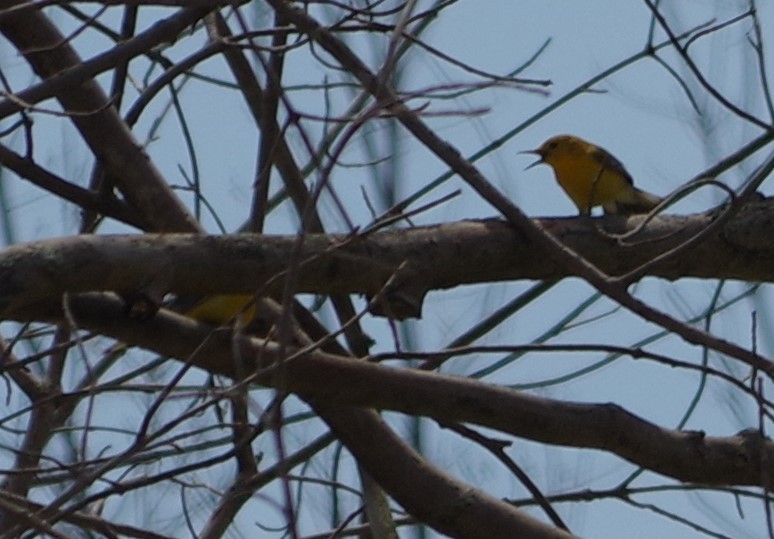 Prothonotary Warbler - ML340597951