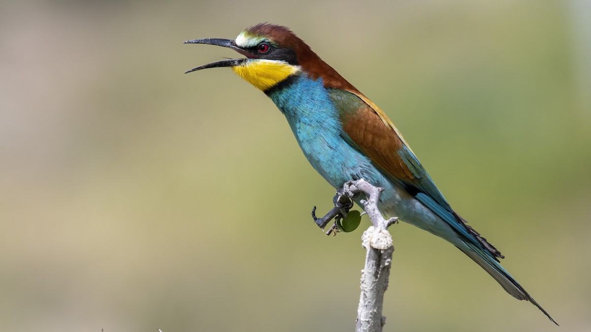 European Bee-eater - Ogün Aydin
