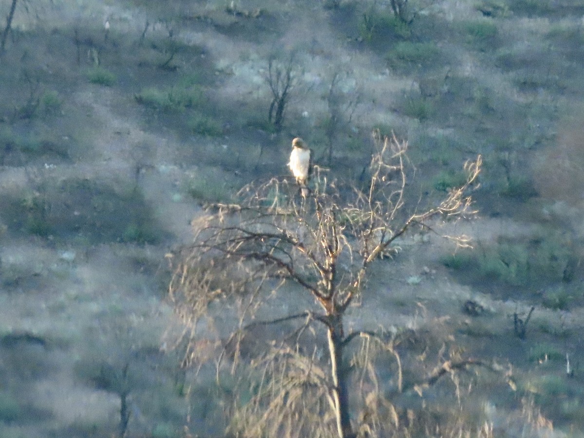 Red-tailed Hawk - ML340608541
