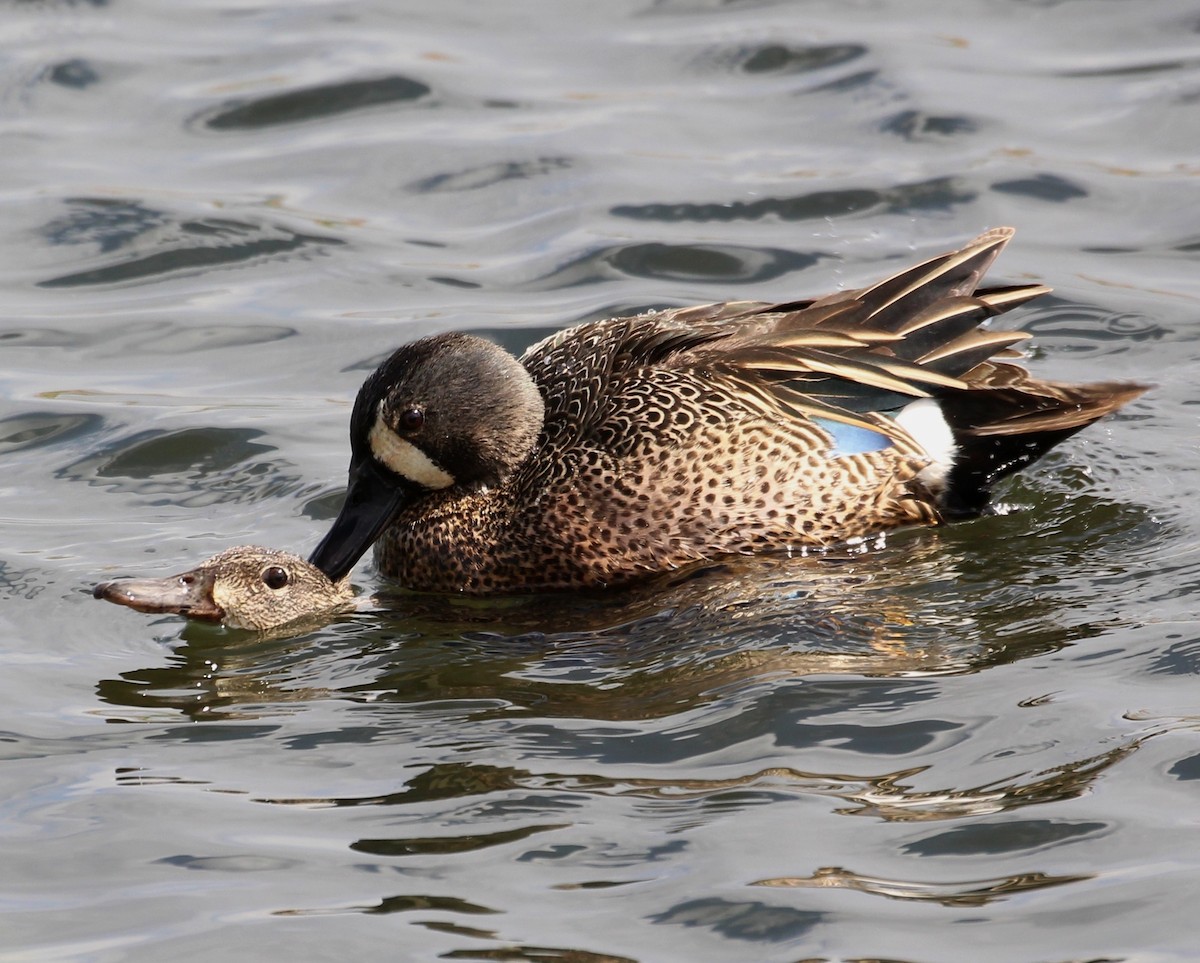 Blue-winged Teal - ML340609861