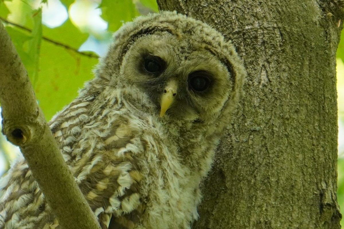 Barred Owl - ML340613851