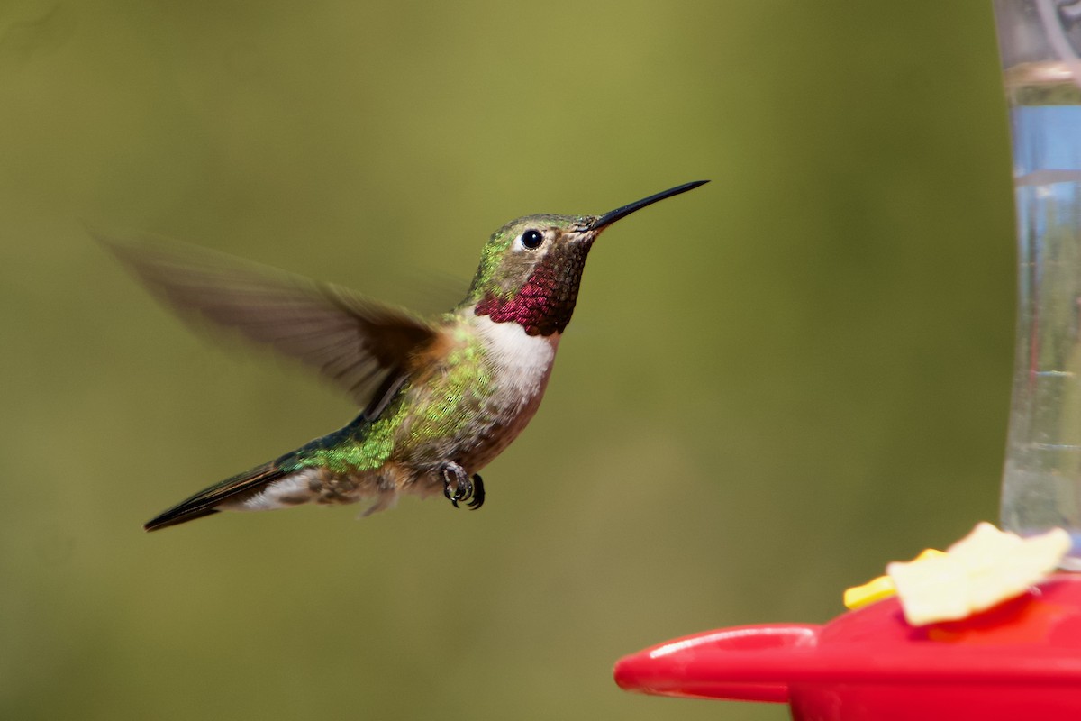Broad-tailed Hummingbird - Jenna Curtis