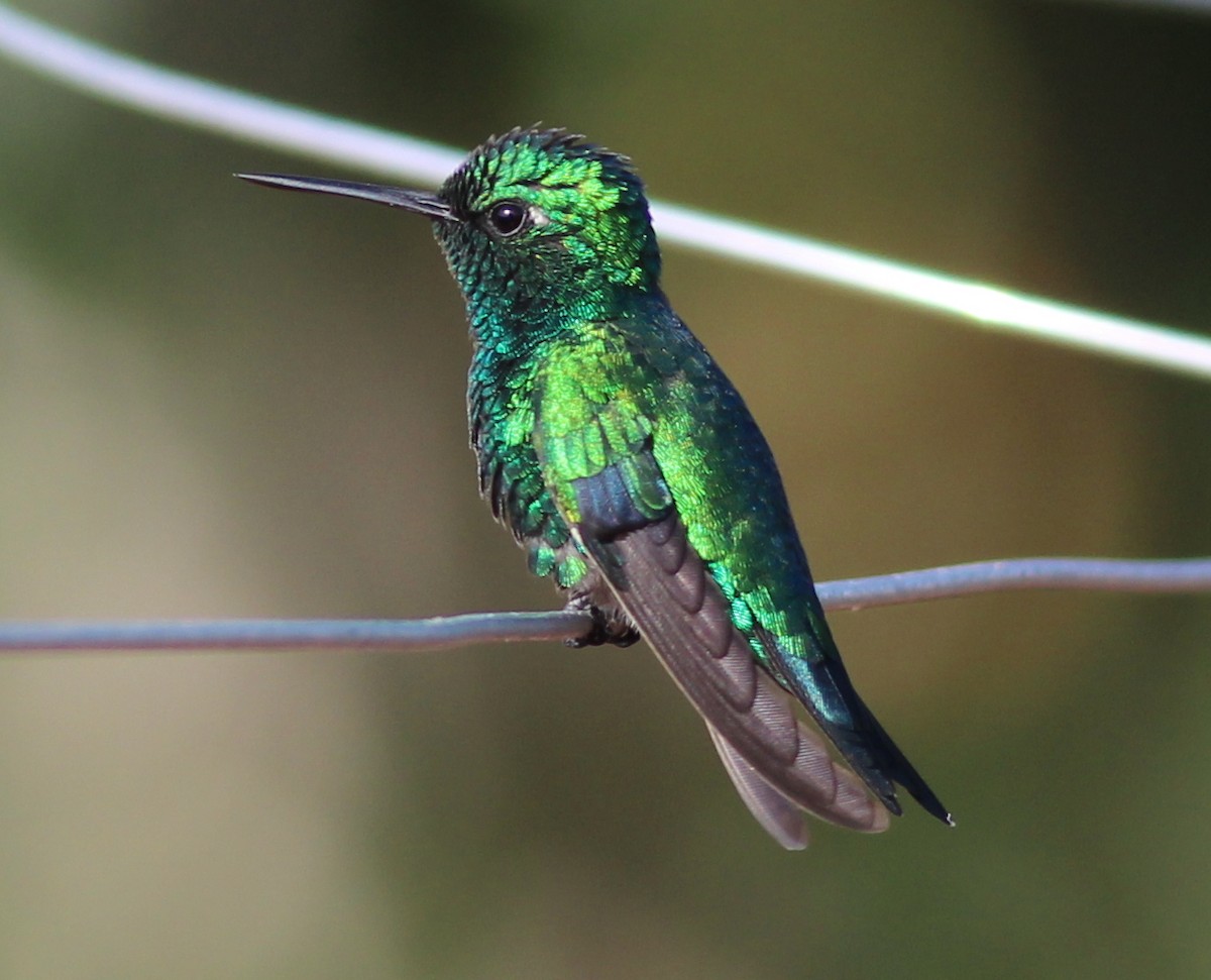Blue-tailed Emerald - ML340619861