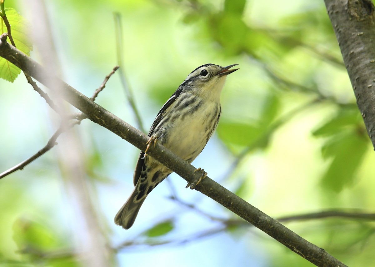 Black-and-white Warbler - ML340621951
