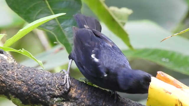 White-lined Tanager - ML340628551