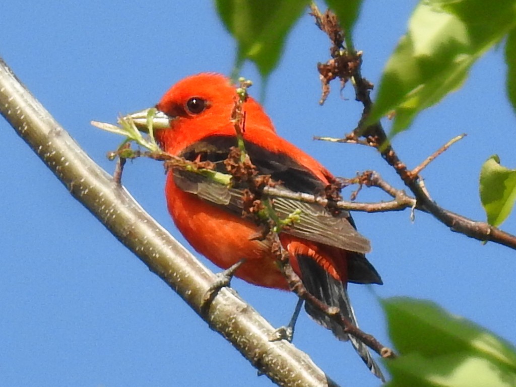 Scarlet Tanager - ML340639771