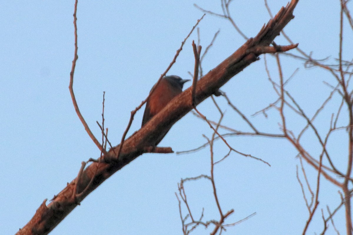 White-browed Woodswallow - ML340644821