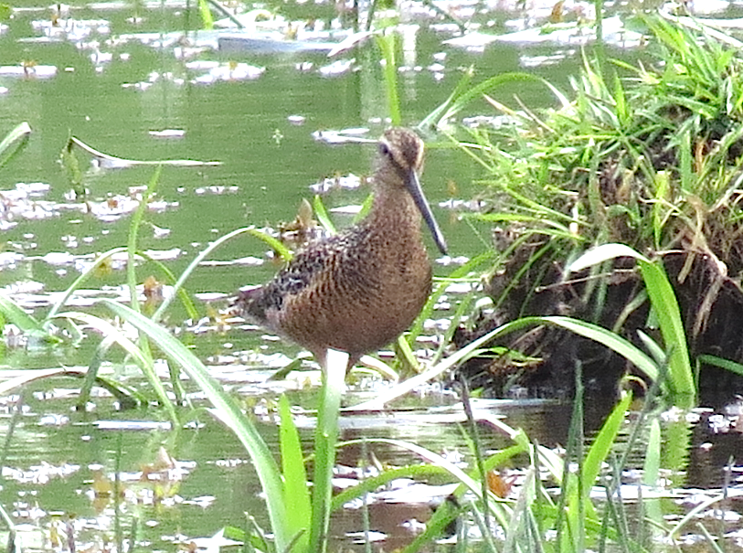 Long-billed Dowitcher - ML340645341
