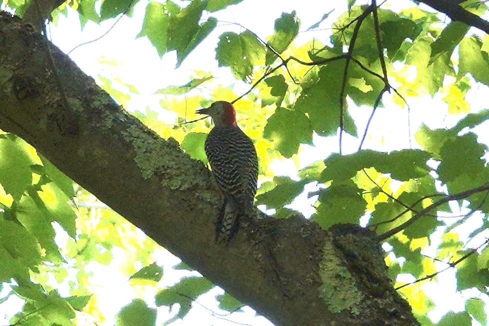 Red-bellied Woodpecker - George Mack