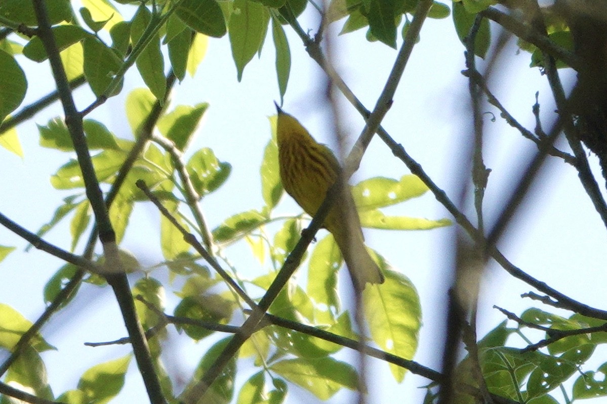 Yellow Warbler - ML340646541
