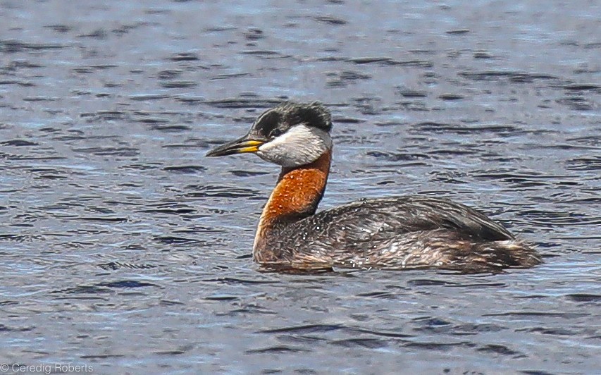 Red-necked Grebe - Ceredig  Roberts