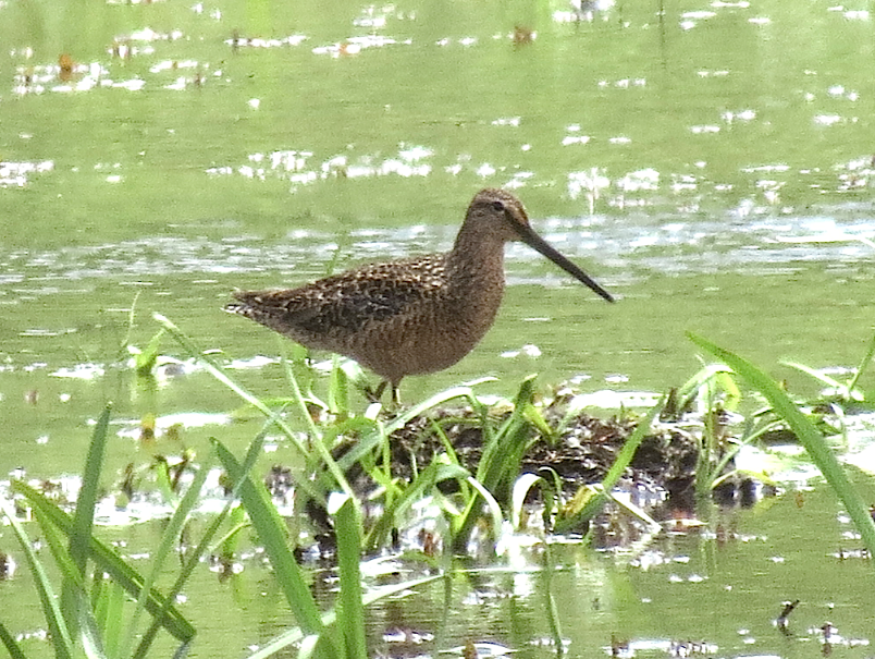 Long-billed Dowitcher - ML340647431