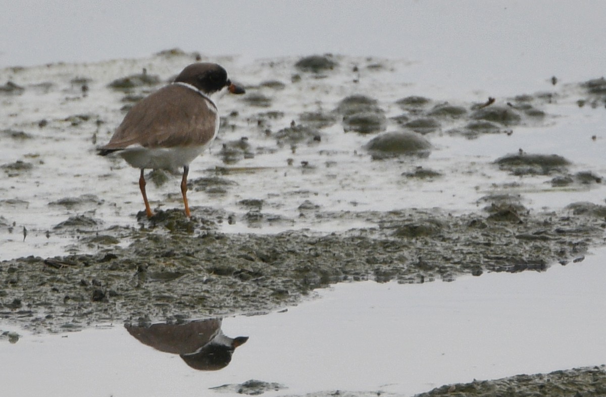 Semipalmated Plover - ML340650261