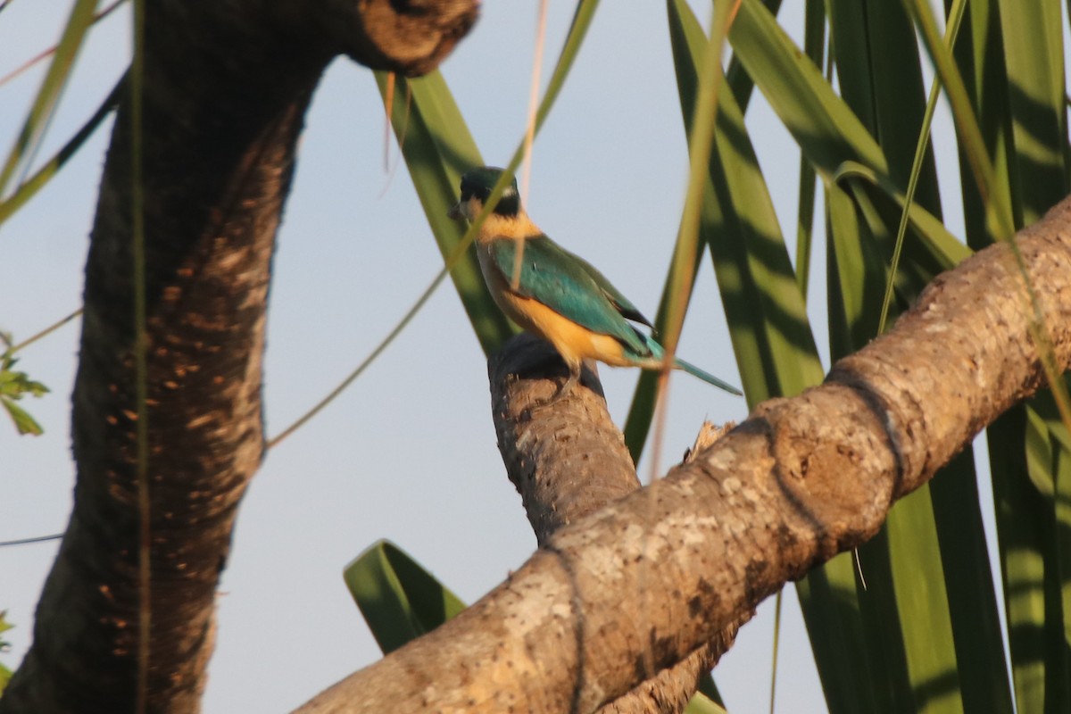 Sacred Kingfisher (Australasian) - James Lambert