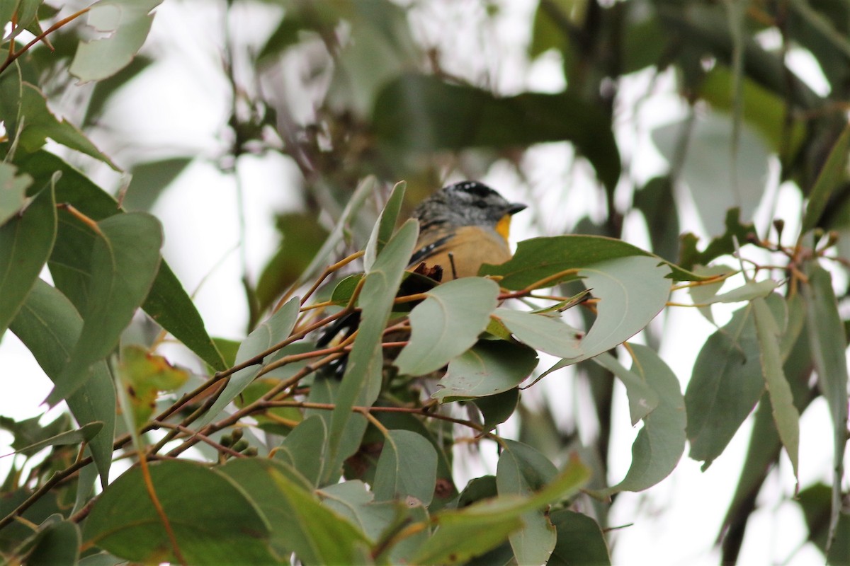 Spotted Pardalote - ML340658661