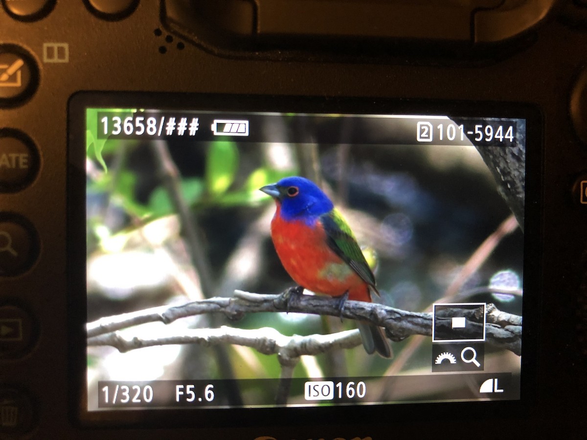 Painted Bunting - ML340659971